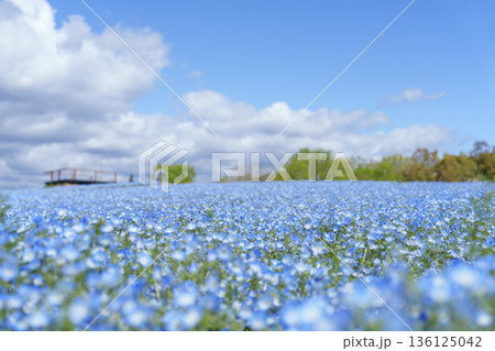 青空と雲の下に広がるネモフィラの花畑 青空と雲の下に広がるネモフィラの花畑 136125042