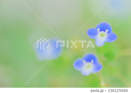 春を告げる青い花 オオイヌノフグリ 春を告げる青い花 オオイヌノフグリ 136125088