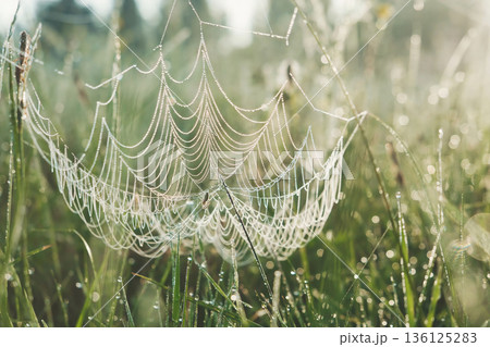 Spiderweb with dew drops. Dew drops on spider mesh. Abstract natural background. Macro closeup spider web Spiderweb with dew drops. Dew drops on spider mesh. Abstract natural background. Macro closeup spider web 136125283
