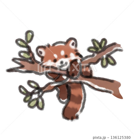 木の枝に登っているレッサーパンダの赤ちゃんの水彩風イラスト 自然や遊びをテーマにしたブログに 136125380