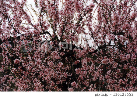 image of an almond tree in full bloom image of an almond tree in full bloom 136125552