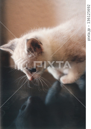 image of a cat observing its own reflection 136125692