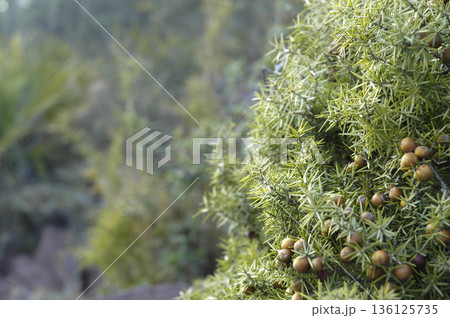 picture of a wild bush with its green berries 136125735