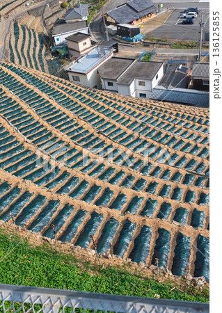 冬支度をした遊子水荷浦の段畑 136125855