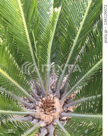 palm leaves seen from above with the heart of the plant in the center palm leaves seen from above with the heart of the plant in the center 136126072
