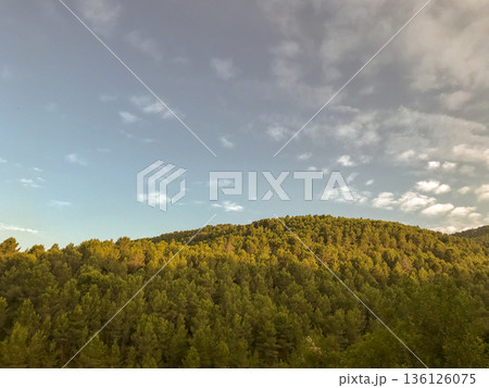 pine grove late in the day with blue sky pine grove late in the day with blue sky 136126075