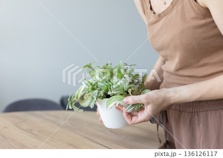 Woman looking at damaged leaves of tradescantia house plant. Damaged leaves of house plant. Closeup. 136126117
