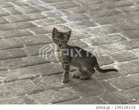 young gray cat in the street on printed concrete pavement young gray cat in the street on printed concrete pavement 136126118