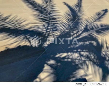 shadow of a palm tree projected on the ground 136126255