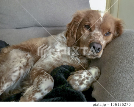 Breton dog resting quietly on a blanket Breton dog resting quietly on a blanket 136126270