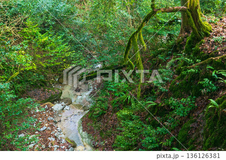 Mossy trees in the rainforest with a stream flowing through it Mossy trees in the rainforest with a stream flowing through it 136126381