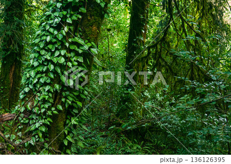 green plants in the rainforest, natural background green plants in the rainforest, natural background 136126395