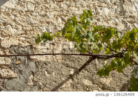 vineyard with green leaves attached to metal rods in front of an old facade 136126409