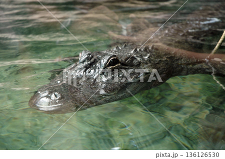 crocodile in the water waiting for the passage of its next victim crocodile in the water waiting for the passage of its next victim 136126530