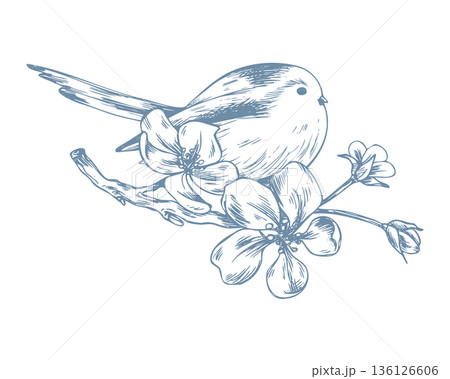Ink drawing of a titmouse on a blossoming apple tree branch. A hand-drawn spring line illustration with flowers and a bird for spring holiday designs, Easter, Mother s Day, Valentine s Day, weddings. 136126606