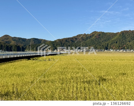 福井県鯖江市あたりの秋の田畑 136126692