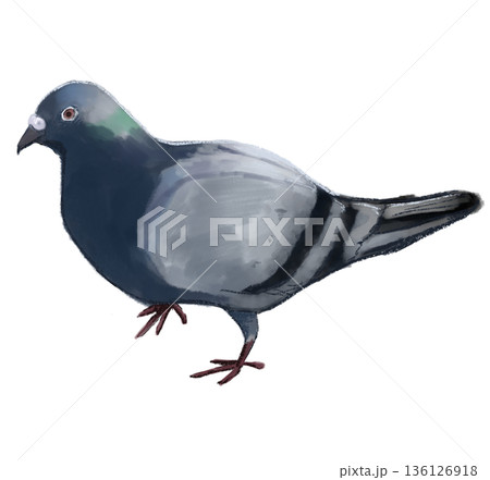 カワラバト 136126918