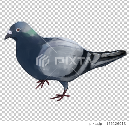 カワラバト 136126918