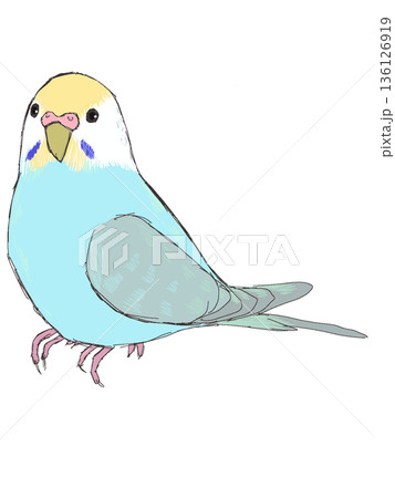 セキセイインコ　レインボー 136126919