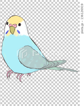 セキセイインコ　レインボー 136126919