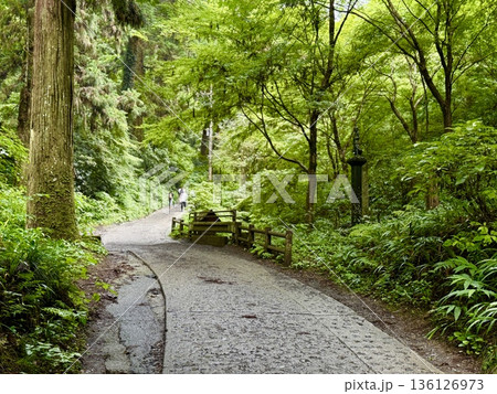夏の高尾山 雨上がりの一号路 夏の高尾山 雨上がりの一号路 136126973