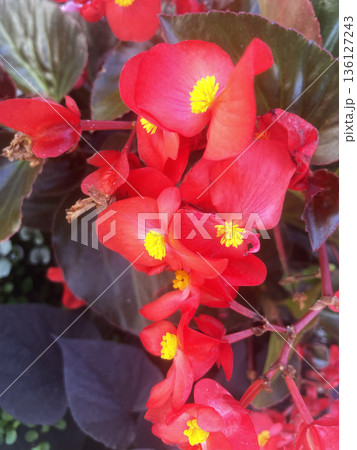 Close-Up of Vibrant Red Flowers with Yellow Centers Close-Up of Vibrant Red Flowers with Yellow Centers 136127243