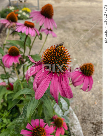 Bee on a Coneflower Bee on a Coneflower 136127278