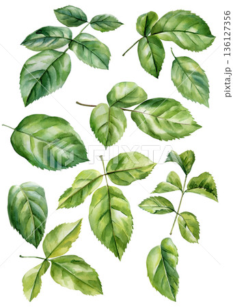 Green rose leaves watercolor botanical set isolated foliage elements for floral design and decoration Green rose leaves watercolor botanical set isolated foliage elements for floral design and decoration 136127356