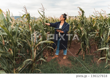 Agronomist inspecting corn plant growth using digital tablet in cultivated field Agronomist inspecting corn plant growth using digital tablet in cultivated field 136127818