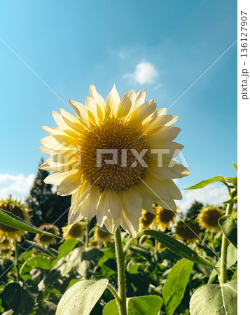 白い向日葵 136127907