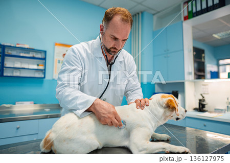 Veterinarian caring for a dog during a check-up in a clinic Veterinarian caring for a dog during a check-up in a clinic 136127975