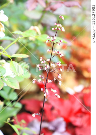 壺珊瑚(ツボサンゴ) or ヒューケラの花 壺珊瑚(ツボサンゴ) or ヒューケラの花 136127983