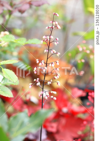 壺珊瑚（ツボサンゴ） or  ヒューケラの花 136128030