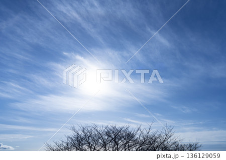 冬空と雲と木立 冬空と雲と木立 136129059