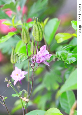 可憐な苧環（オダマキ）の花 136129064