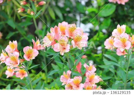 満開の百合水仙（ユリズイセン）　アルストロメリア 136129135