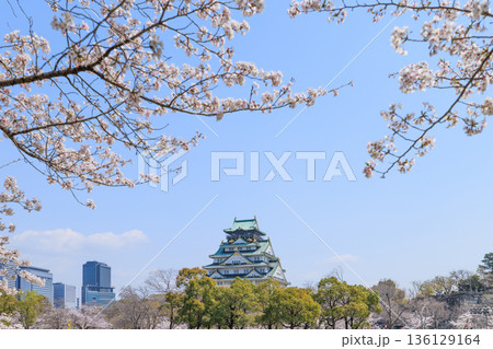 大阪城と春の西の丸庭園の桜 (大阪府大阪市中央区) 136129164