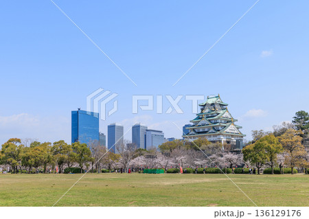 大阪城と春の西の丸庭園の桜 (大阪府大阪市中央区) 大阪城と春の西の丸庭園の桜 (大阪府大阪市中央区) 136129176