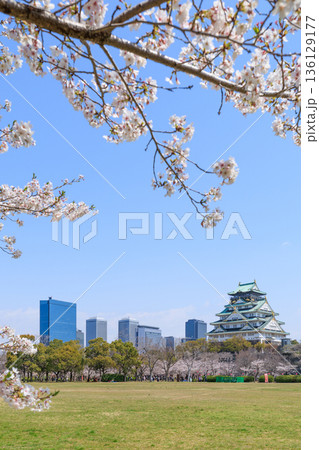 大阪城と春の西の丸庭園の桜 (大阪府大阪市中央区) 136129177