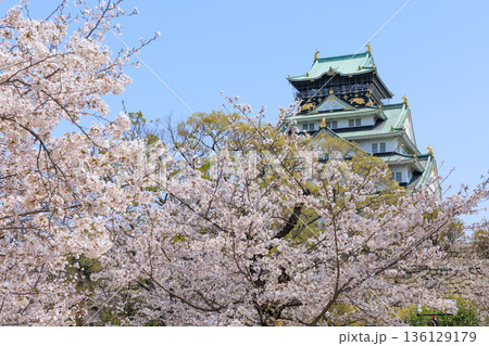 大阪城と春の西の丸庭園の桜 (大阪府大阪市中央区) 大阪城と春の西の丸庭園の桜 (大阪府大阪市中央区) 136129179