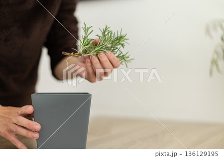 Growing rosemary at home. Woman preparing pot for potting young shoot with roots of a plant. Closeup. 136129195