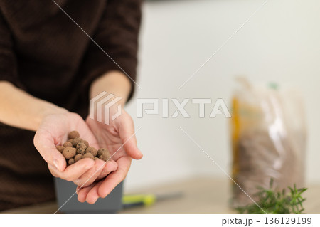 Female hands holding drainage in hands for potting home flowers. closeup, selective focus. 136129199