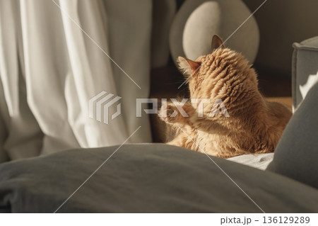 Sunlit Pause: A Ginger Cat Grooming Himself and Resting Quietly in Warm Afternoon Light Sunlit Pause: A Ginger Cat Grooming Himself and Resting Quietly in Warm Afternoon Light 136129289