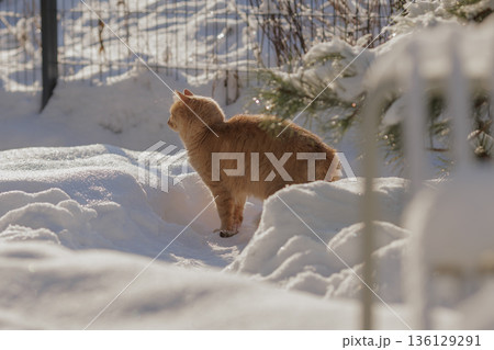 A Ginger Cat, His Caught Mouse, and the Quiet Regulation of Life in the Snow 136129291