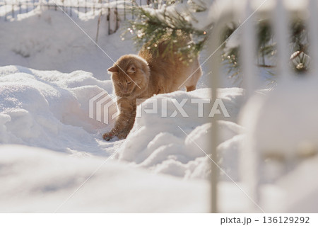 A Ginger Cat, His Caught Mouse, and the Quiet Regulation of Life in the Snow A Ginger Cat, His Caught Mouse, and the Quiet Regulation of Life in the Snow 136129292