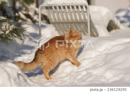 A Ginger Cat, His Caught Mouse, and the Quiet Regulation of Life in the Snow 136129295