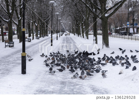 lots of pigeons on a winter city alley lots of pigeons on a winter city alley 136129328