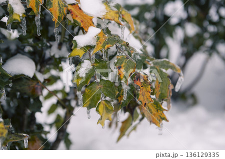 Cold icicles adorn vibrant foliage. Frozen droplets cling to colorful plant edges. Closeup of icy crystals on leaves illustrating resilience and seasonal transition in winter Cold icicles adorn vibrant foliage. Frozen droplets cling to colorful plant edges. Closeup of icy crystals on leaves illustrating resilience and seasonal transition in winter 136129335