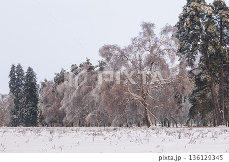 Snowy trees and frost fill a calm park scene beneath pastel evening clouds. 136129345