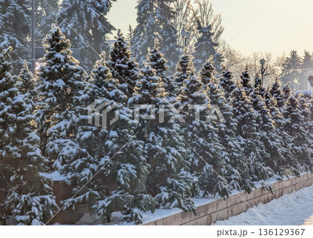 Beautiful evergreen spruce trees heavily blanketed in fresh winter snow. Beautiful evergreen spruce trees heavily blanketed in fresh winter snow. 136129367